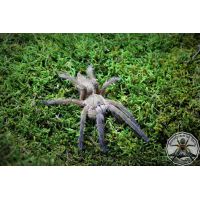 Chilobrachys andersoni / Burmese Mustard  (1-2cm)